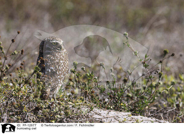 burrowing owl / FF-12677