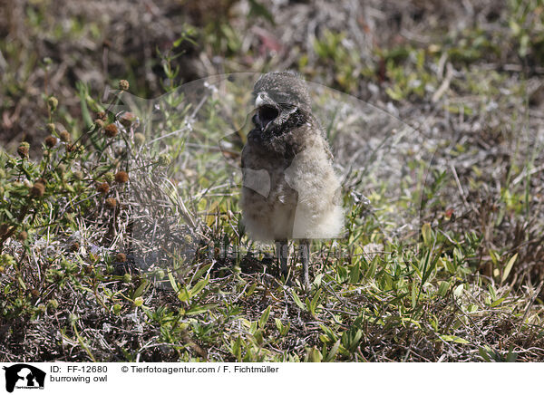 burrowing owl / FF-12680