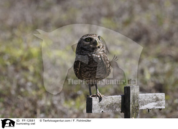burrowing owl / FF-12681