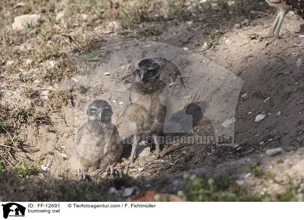 burrowing owl / FF-12691