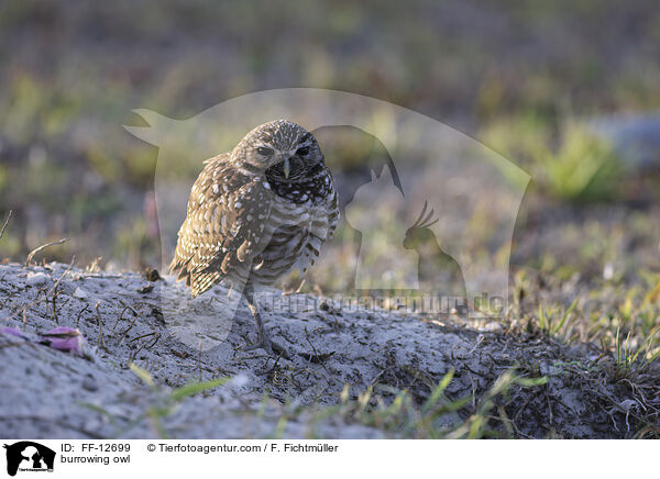 Kaninchenkauz / burrowing owl / FF-12699