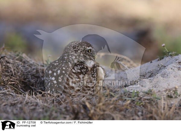 Kaninchenkauz / burrowing owl / FF-12708