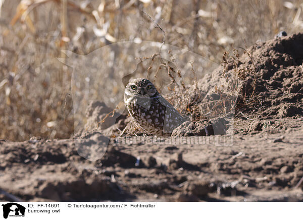 Kaninchenkauz / burrowing owl / FF-14691