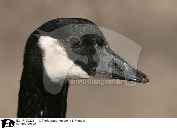 canada goose / IP-00228