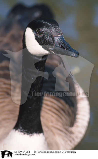 canadensis goose / DV-01094