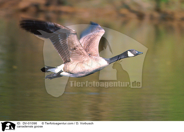 canadensis goose / DV-01096