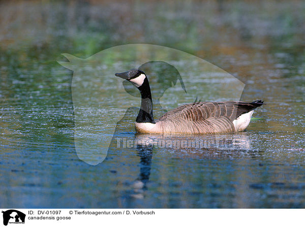 canadensis goose / DV-01097