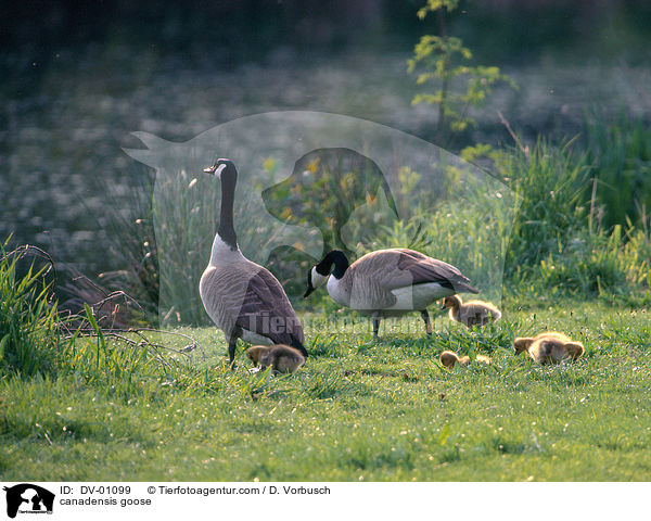 canadensis goose / DV-01099