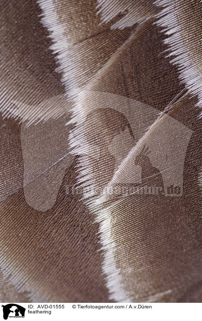 feathering / AVD-01555