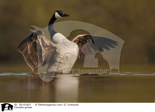 Canada goose / DV-01821