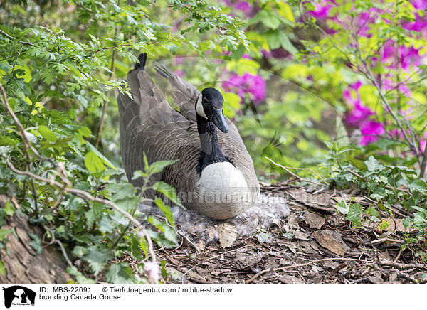 brooding Canada Goose / MBS-22691