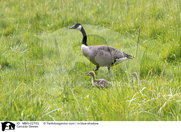 Canada Geese / MBS-22703