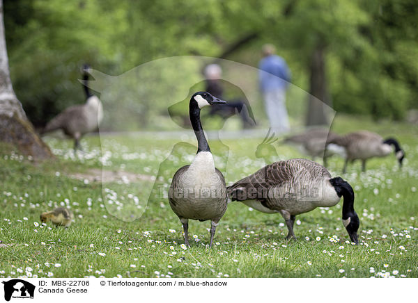 Canada Geese / MBS-22706
