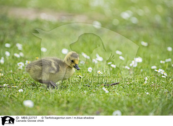 Canada Goose chick / MBS-22707