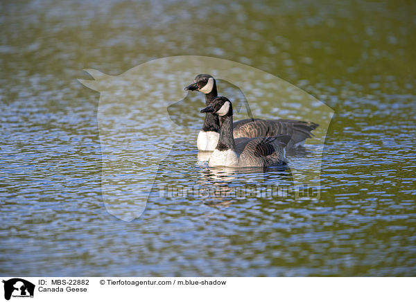 Canada Geese / MBS-22882