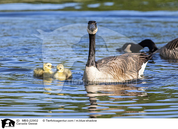 Canada Geese / MBS-22902