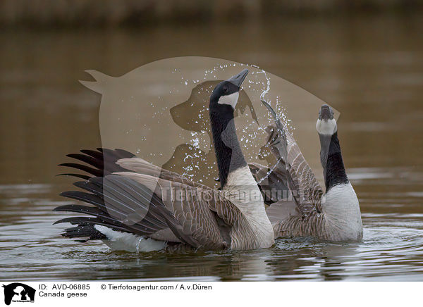Canada geese / AVD-06885