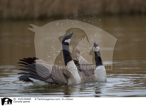 Canada geese / AVD-06886