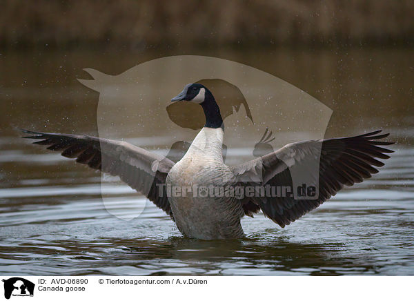 Canada goose / AVD-06890
