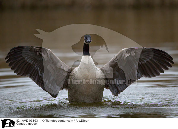Canada goose / AVD-06893