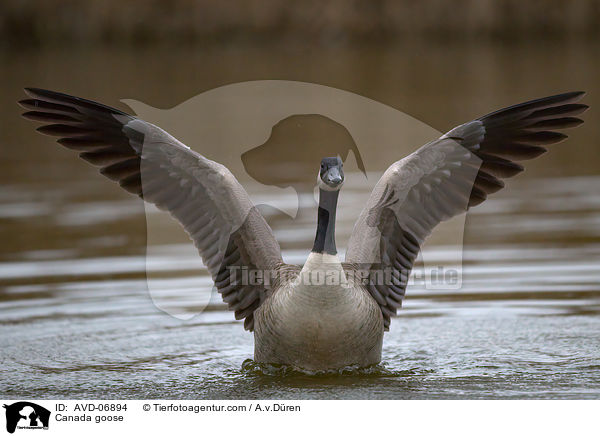 Canada goose / AVD-06894