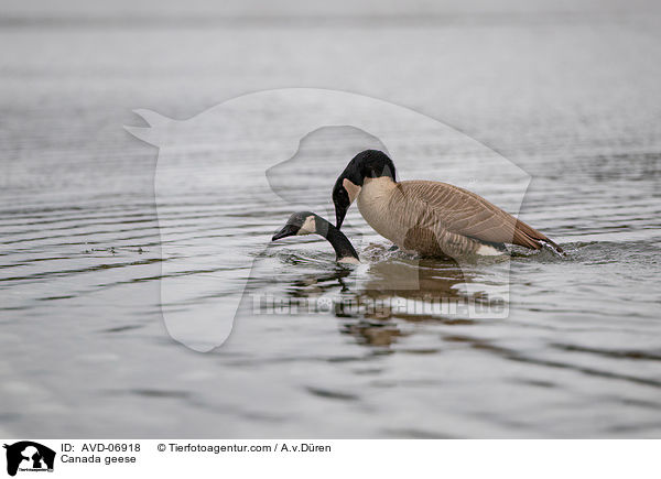 Canada geese / AVD-06918