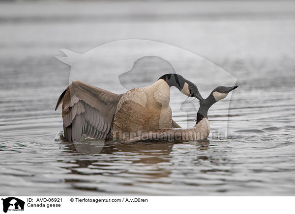 Canada geese / AVD-06921