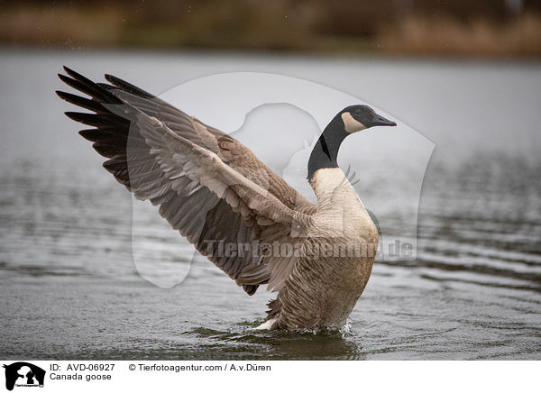 Canada goose / AVD-06927