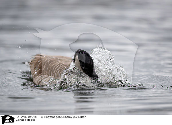 Canada goose / AVD-06948