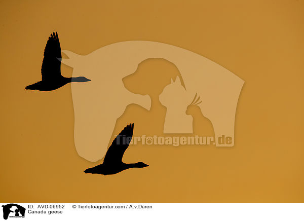 Canada geese / AVD-06952