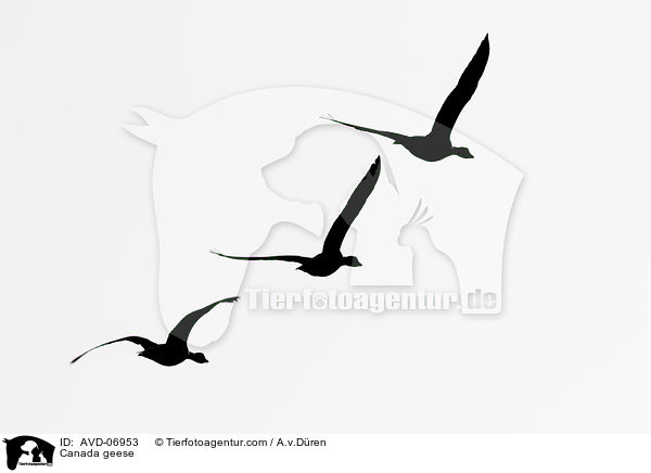 Canada geese / AVD-06953