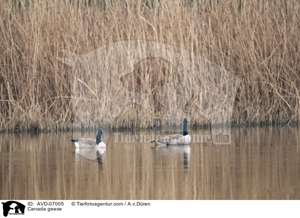 Canada geese / AVD-07005