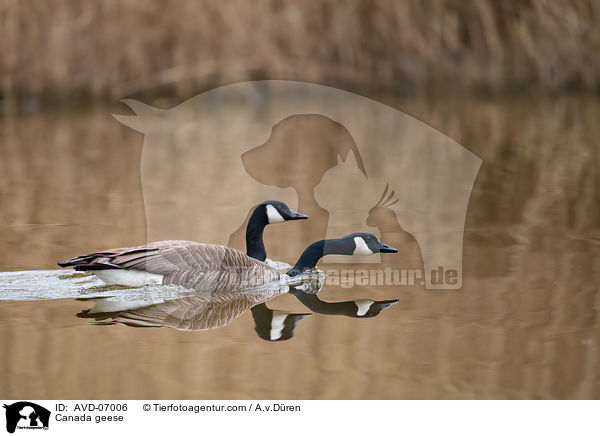 Canada geese / AVD-07006