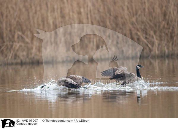 Canada geese / AVD-07007