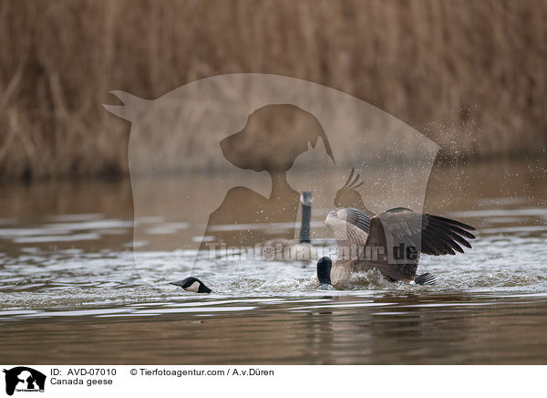 Canada geese / AVD-07010