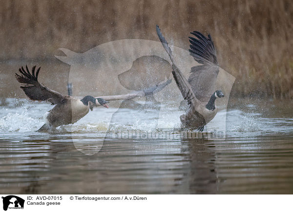Canada geese / AVD-07015