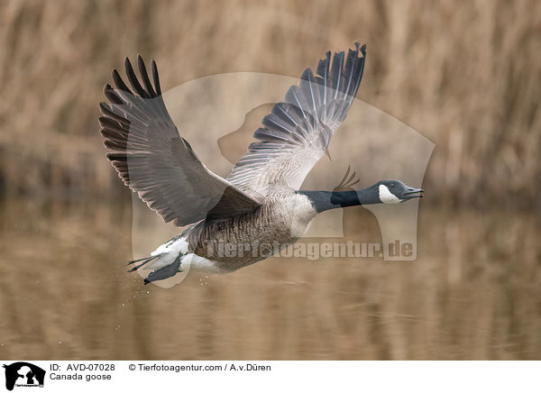 Canada goose / AVD-07028