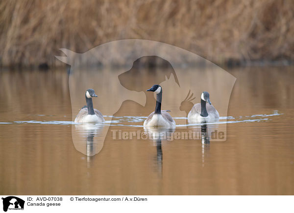 Canada geese / AVD-07038