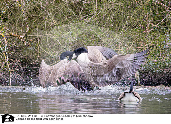 Canada geese fight with each other / MBS-24110