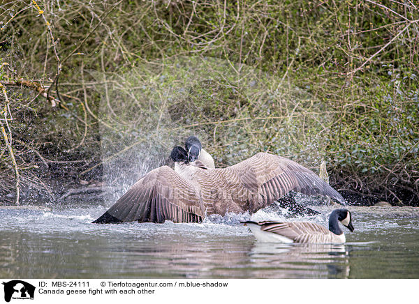 Canada geese fight with each other / MBS-24111
