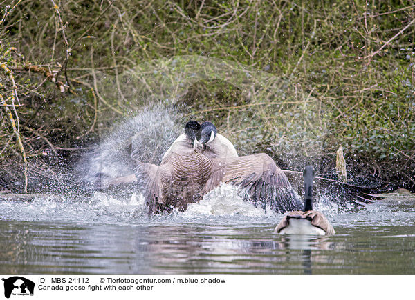 Canada geese fight with each other / MBS-24112