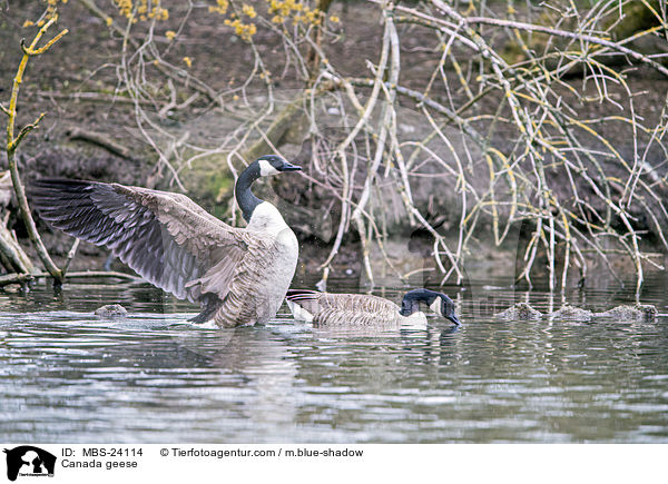 Canada geese / MBS-24114