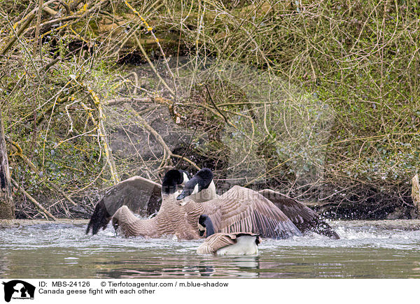 Canada geese fight with each other / MBS-24126
