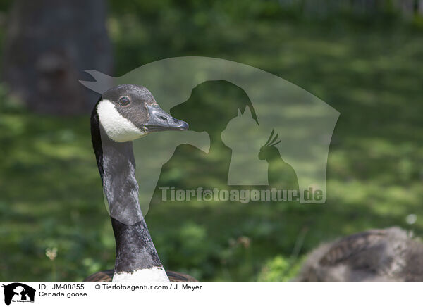 Canada goose / JM-08855