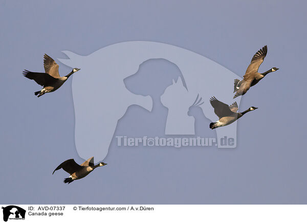 Canada geese / AVD-07337
