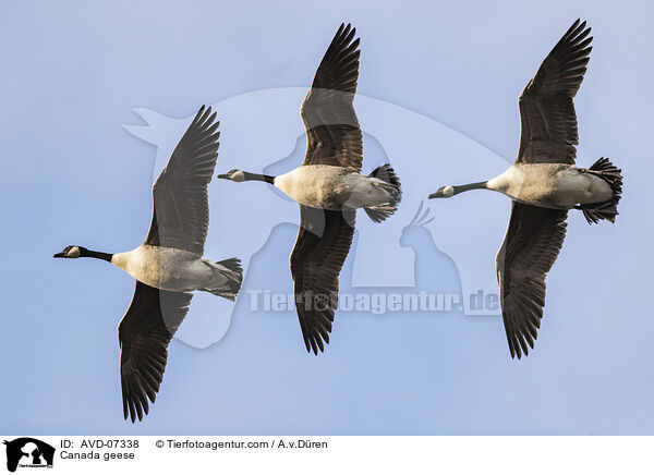 Canada geese / AVD-07338