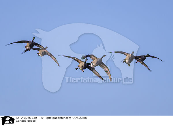 Canada geese / AVD-07339