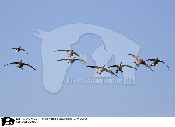 Canada geese / AVD-07422