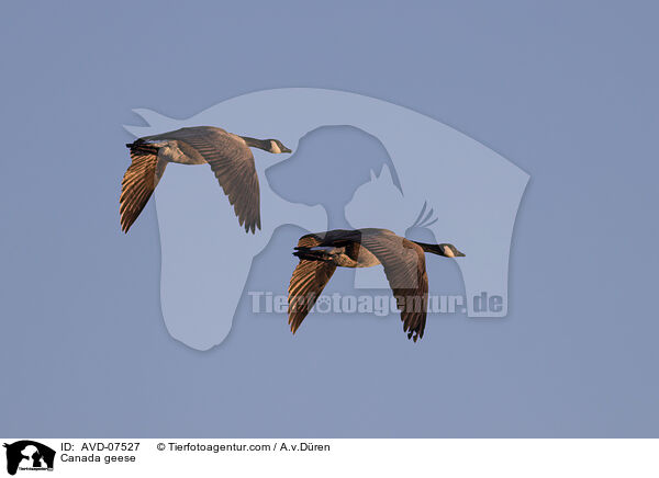 Canada geese / AVD-07527