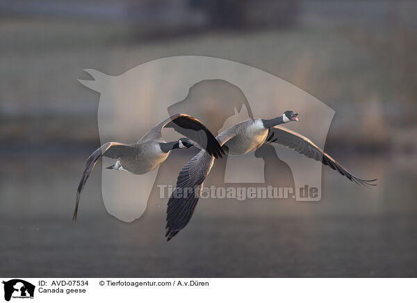 Canada geese / AVD-07534